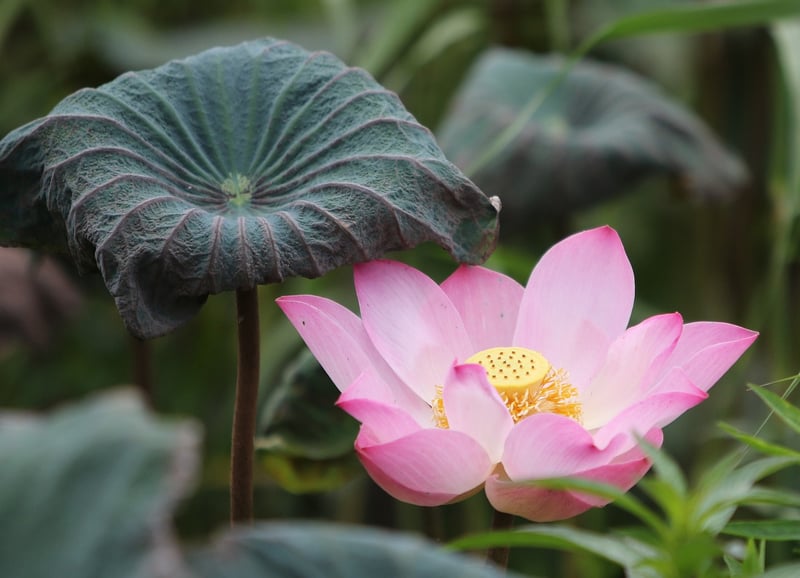 Lotus meditation